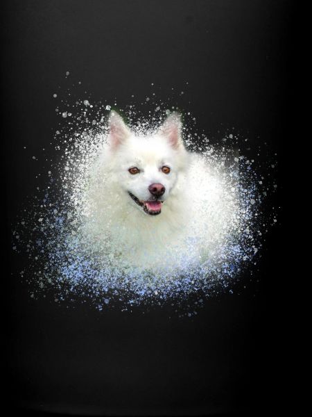pointed,dog,graffiti,painting,dwarf