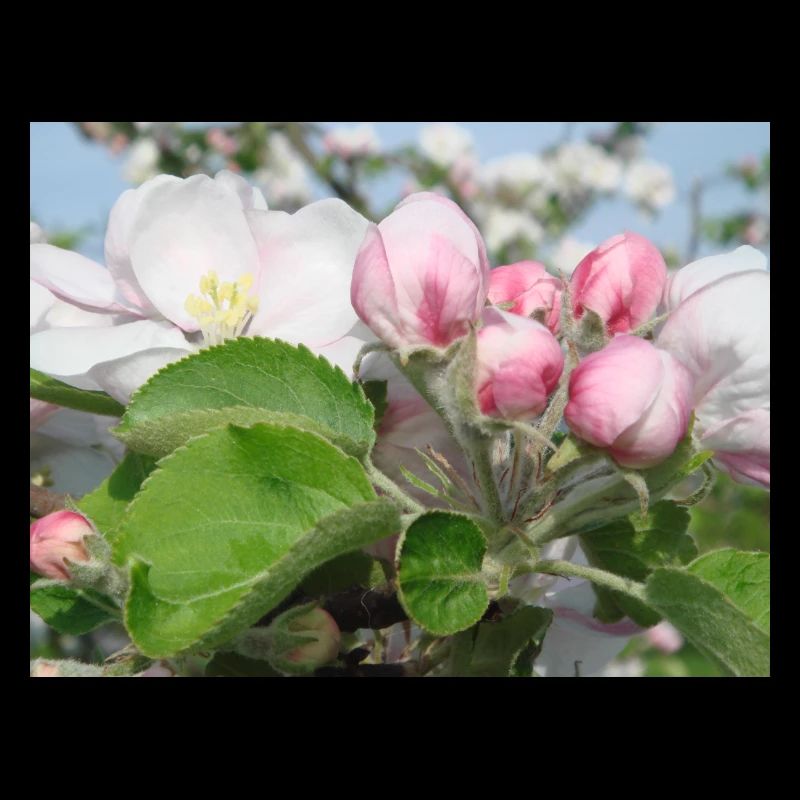 Apple Blossom Branches Spring Summer