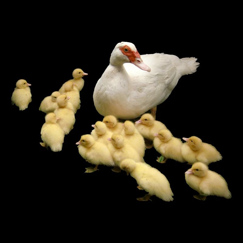 Canard volant avec des poussins