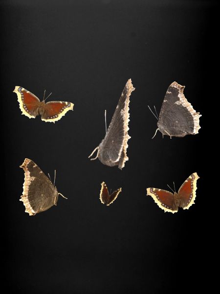 Cape de deuil papillon