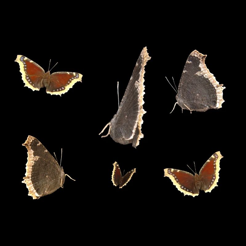 Cape de deuil papillon