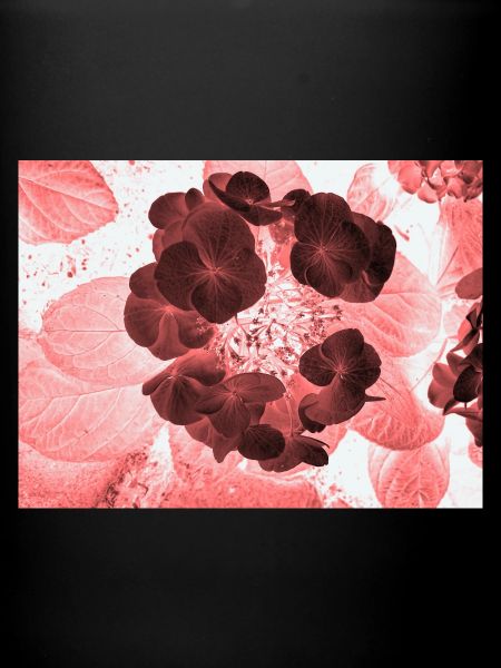 Rote Hydrangea Florales Muster