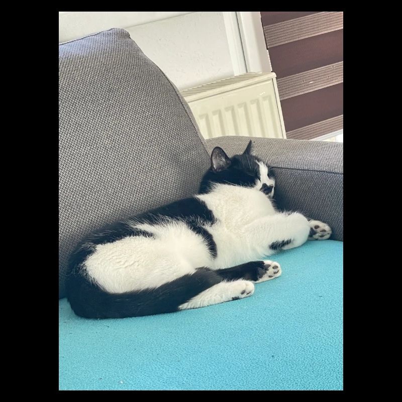 Felix