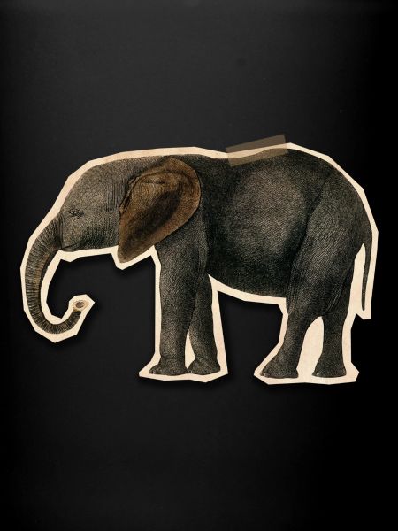 Elephant with Tape