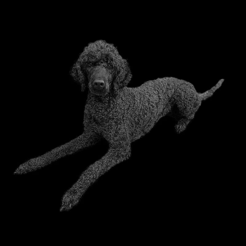 Caniche noir