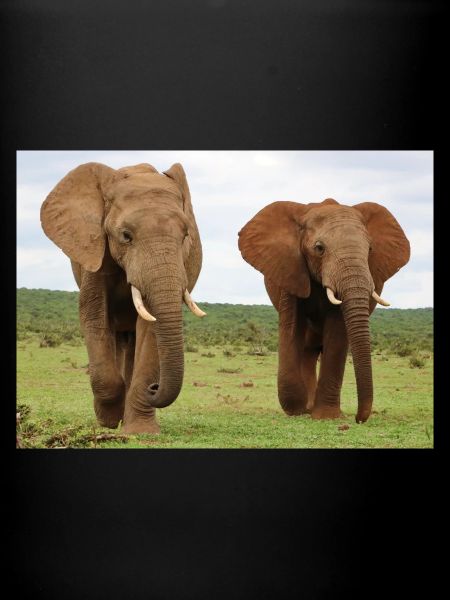 Two elephants on savannah