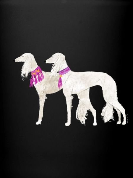 Two bright salukis