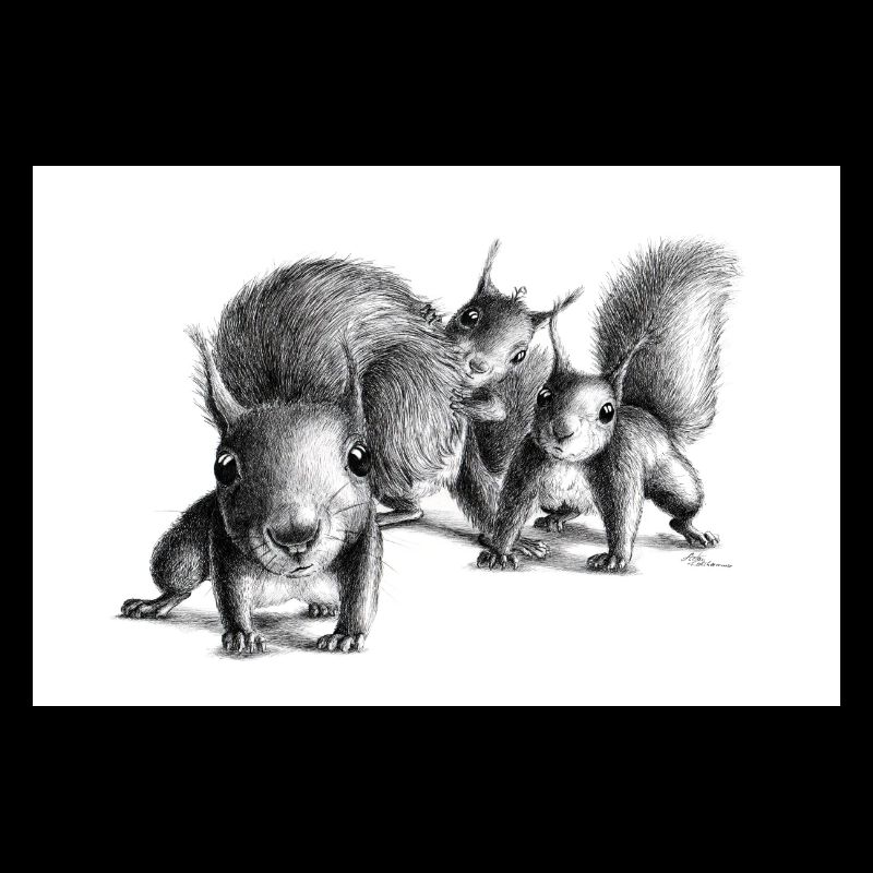 Three curious squirrel