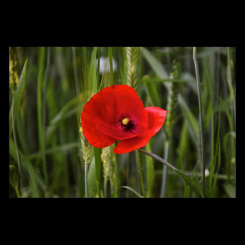 Klatschmohn.
