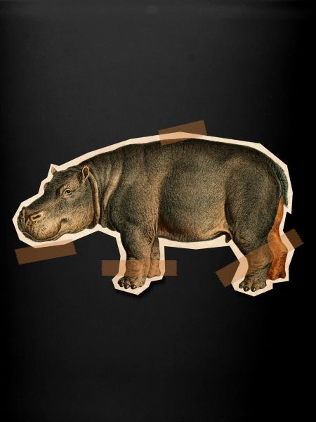 Hippopotame scotché
