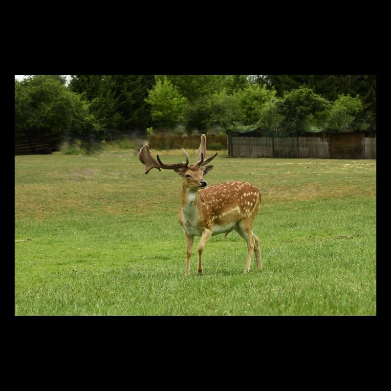 Fallow deer