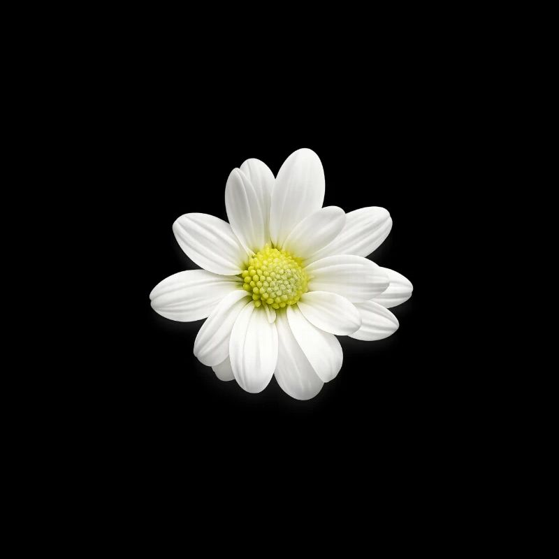 Imprimé de marguerites blanches - Fleurs douces - Marguerites