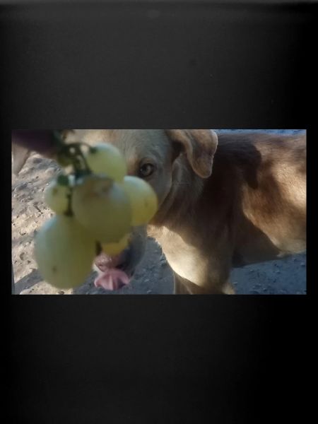 I LOVE GRAPES