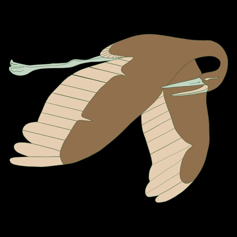 cigogne brune