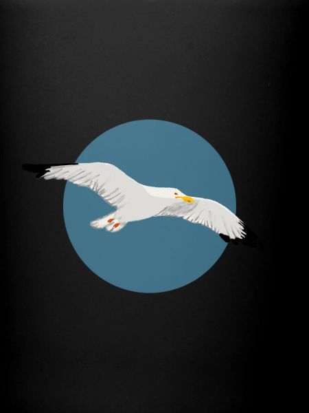 Möwe