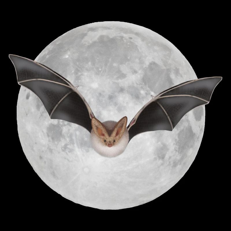 Bat