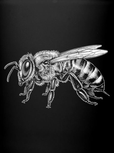 honeybee