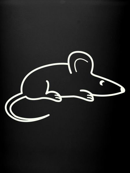 animal souris