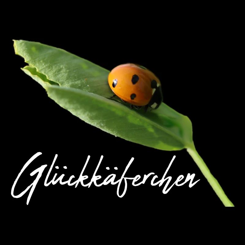 Glückskäferchen Marienkäfer Glück Glücksbringer