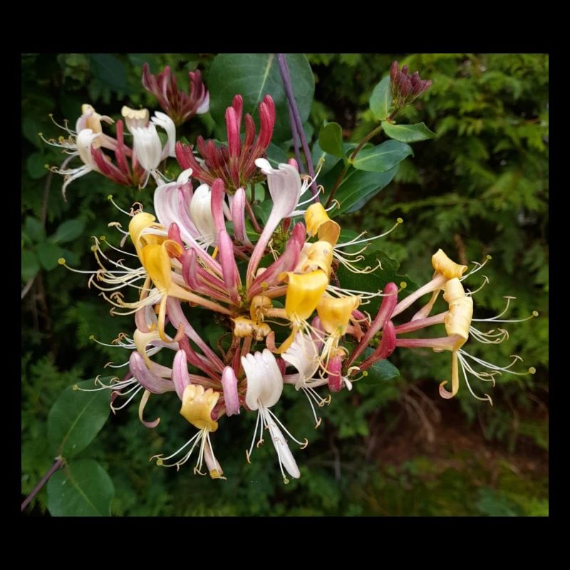 Lonicera caprifolium