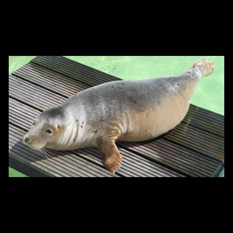 Robbenjunges auf Texel