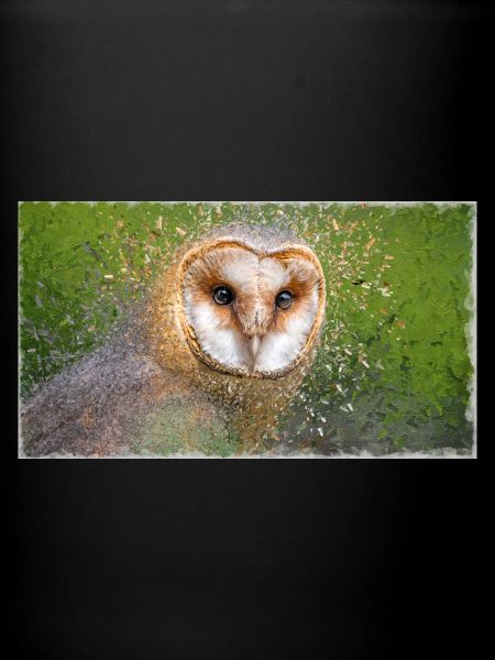 Schleiereule – Vogelillustration