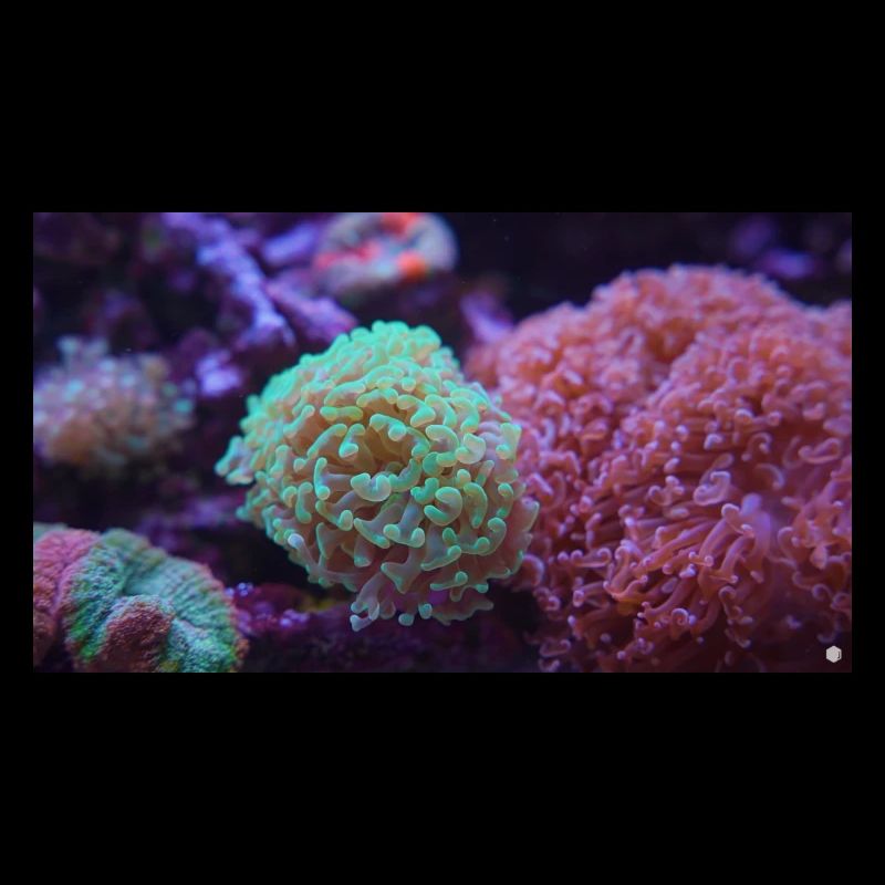 AquaMT