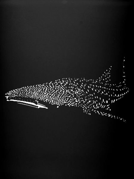 Requin-baleine