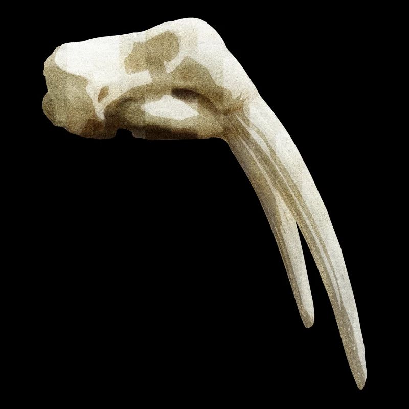 Schädel eines Walross