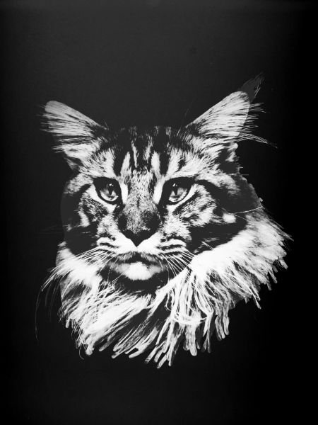 Maine Coon Tomcat