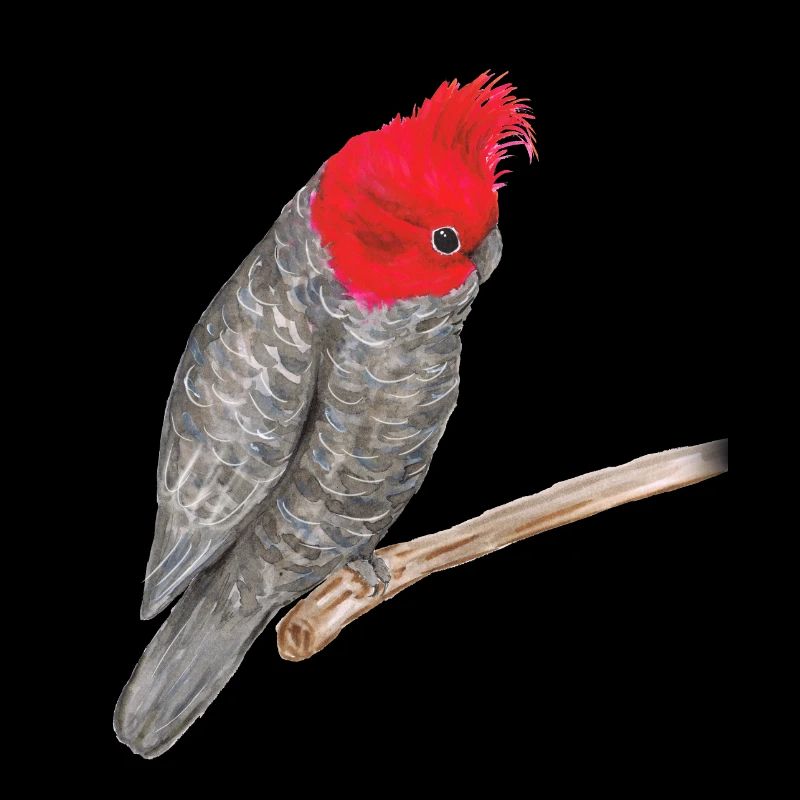 Cacatoès casque