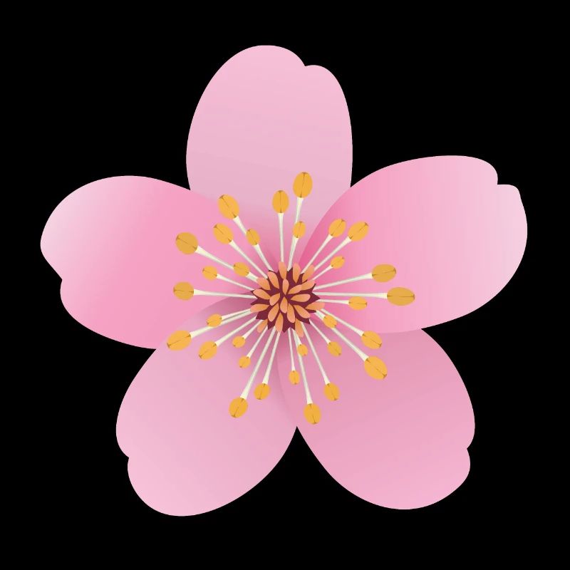 Kirschblüte