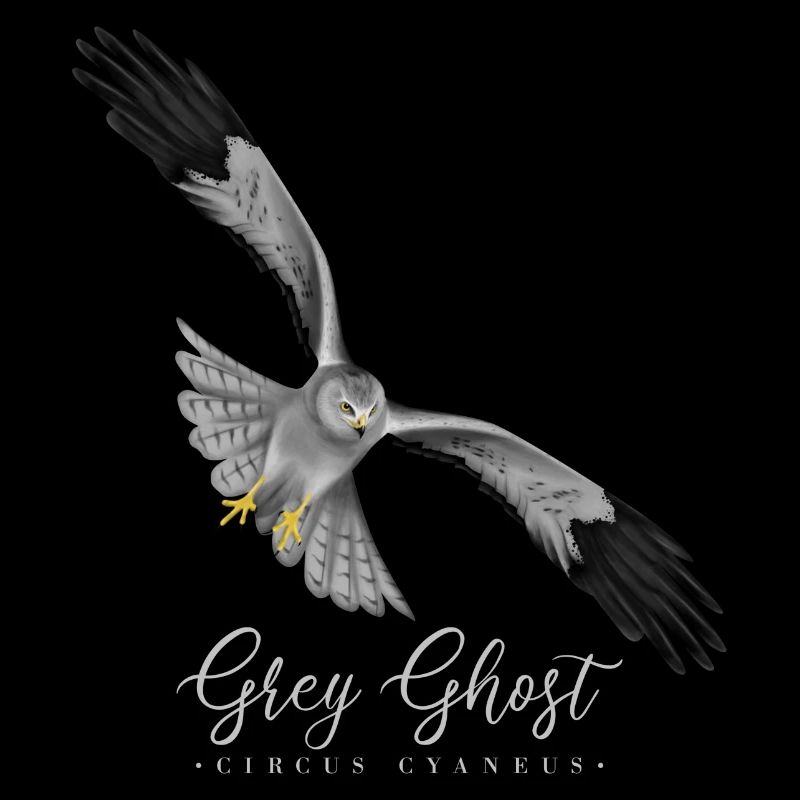 Corn Harrier Terzel Bird of Prey Bird Grey Ghost