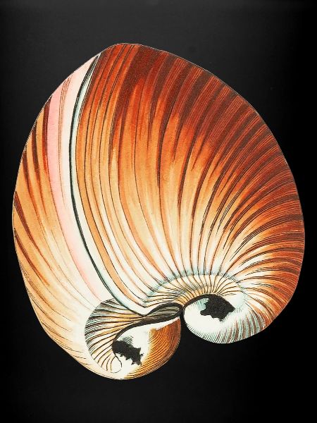 Sandy Seashells
