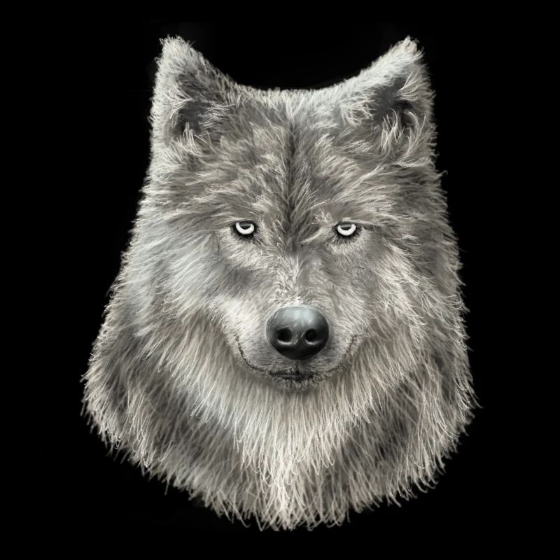 Grey Wolf Sketch