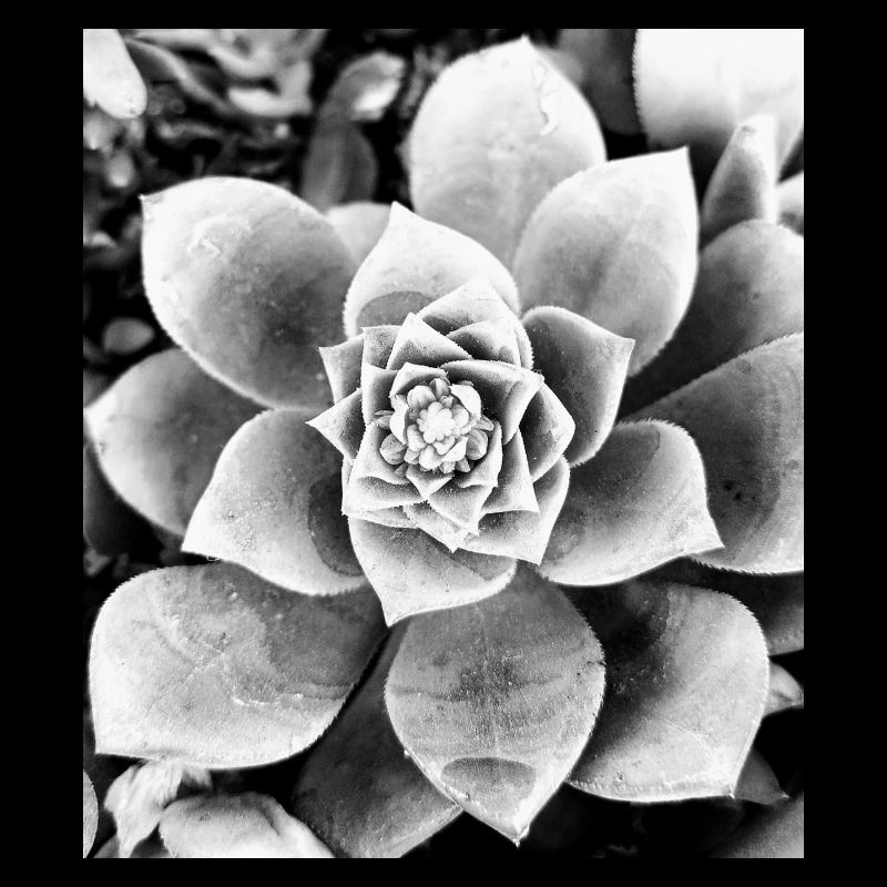 fleur noire et blanche