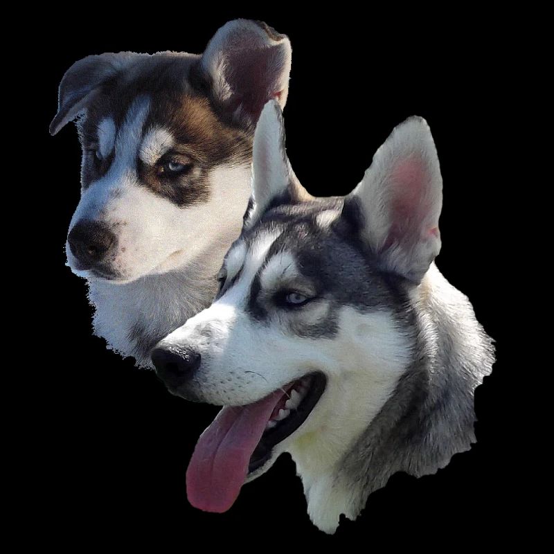 Husky Double Portrait