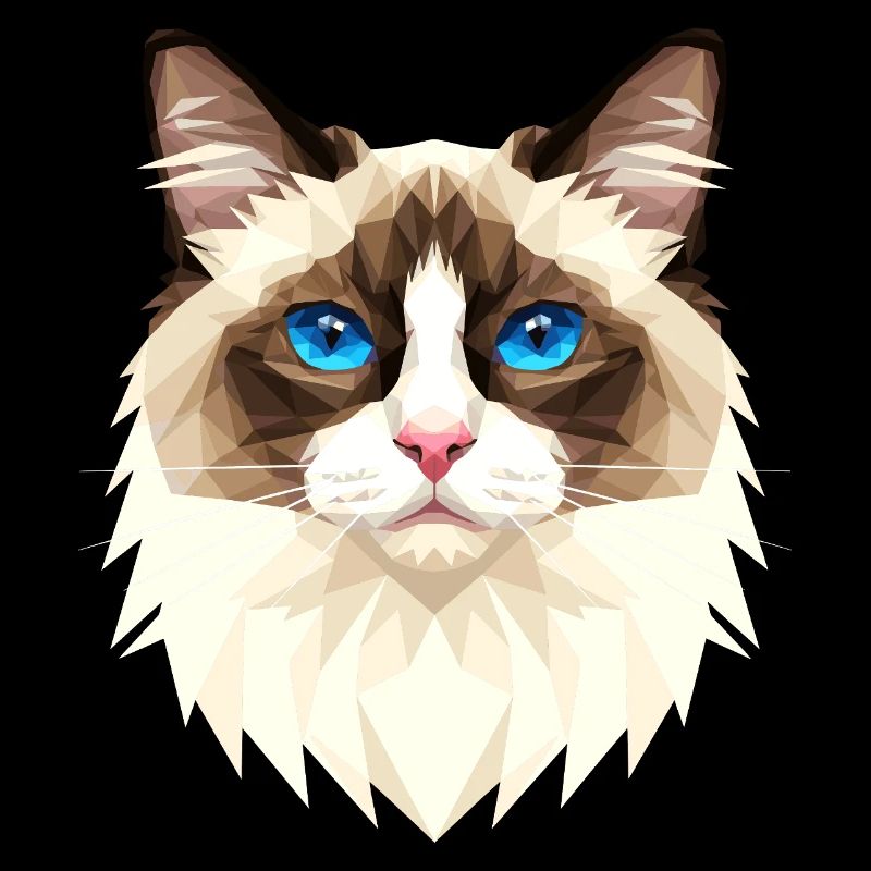 Ragdoll Chat Ragdoll Chat Mignons Chats Ragdoll
