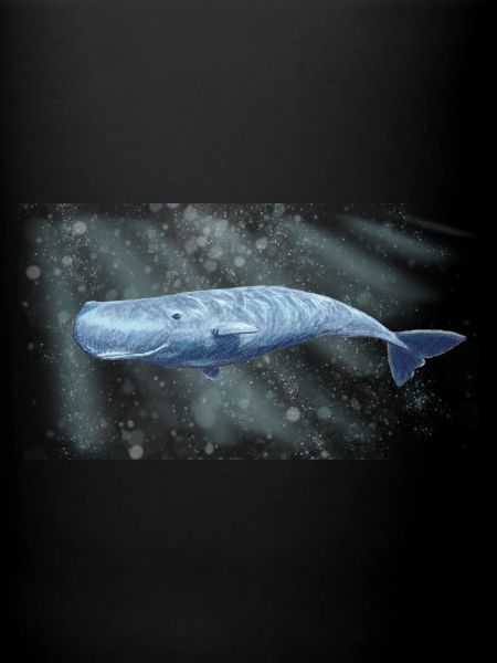 sperm whale2