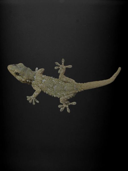 Gecko