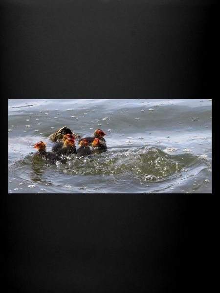 ducklings