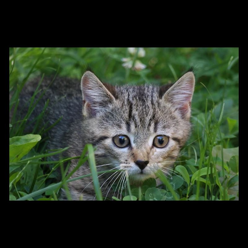 Katzen