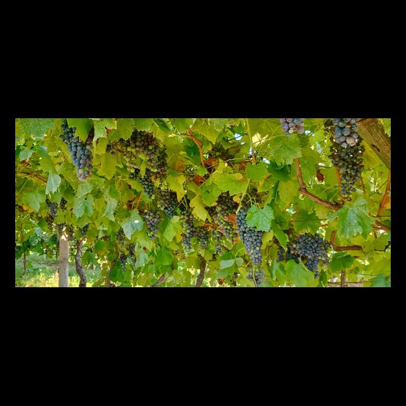 Vine in clusters on green background