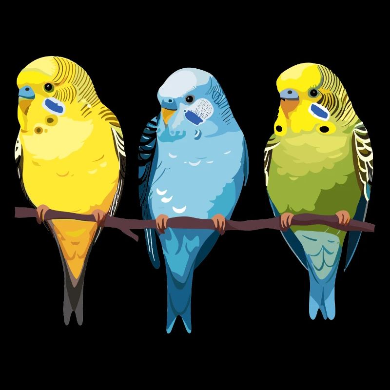 3 Budgies