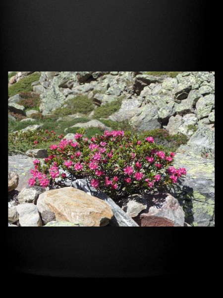 Roses alpines