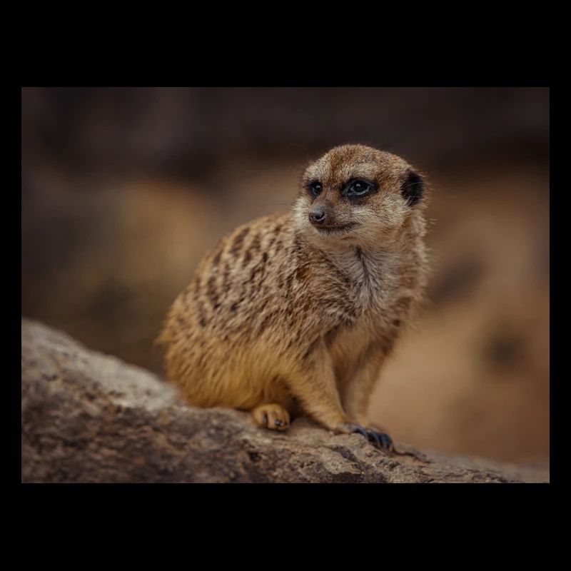 Erdmännchen