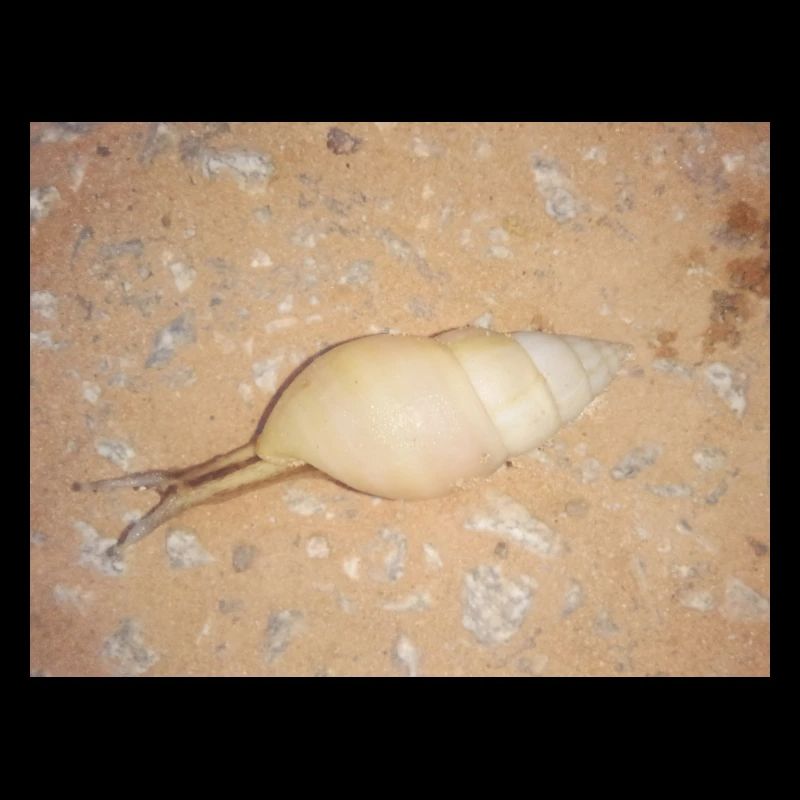 Snail