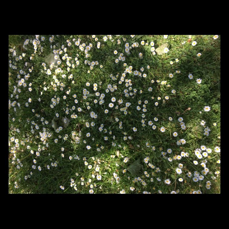 Gänseblümchen