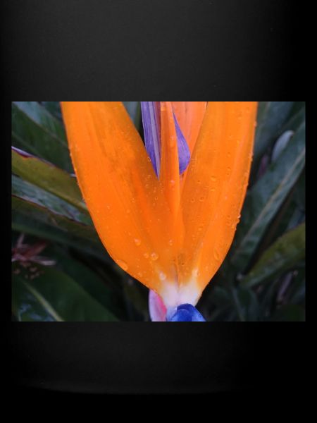 Fleur