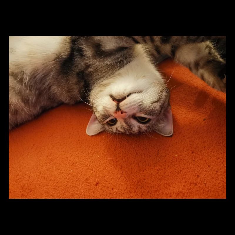 Kitty ist das egal